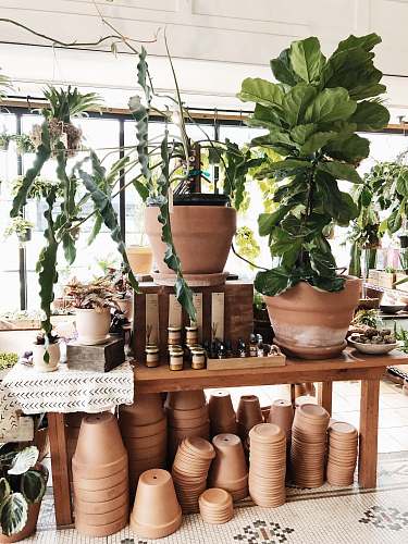 plant green plant on brown clay pot solabee flowers & botanicals